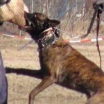 „Schutzhunde“-Ausbildung: Prüfungsordnung mit Gewalt- und Dominanzszenarien