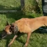 Verbotene Elektroschocks bei tierquälerischem Hundebeißtraining auf ÖKV-Platz aufgedeckt