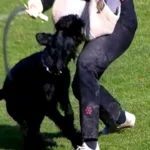 Schock: SP-„Tierschutz“-Sprecher will Tierschutz gerichtlich mundtot machen