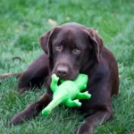 Breite Tierschutz-Allianz setzt sich gegen „Schutzdienst“ bei Hunden in Privathaltung ein –