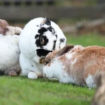 Tiere sind keine Geschenke!