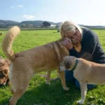 Klarstellung: Schutzhunde-Lobby täuscht und hetzt Hundehalter gegen Tierschutz auf