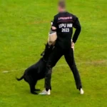 Erschreckende Szenen von Aggression, Gefährlichkeit und Tierquälerei bei „Riesenschnauzer-WM“