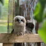 Geldstrafen, Waffenentzug und Waffenverbot für drei verurteilte Jäger