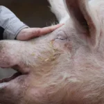 Bilanz zum Welttierschutztag: Tierquäler jubeln – Staat lässt Tiere weiter im Stich