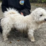 Malteserrüde an Baum gehängt: Beschlagnahmung