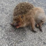 Mehr Rücksicht für Tiere gefordert