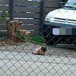 Tierfreundin rettet sterbenskranken, zurückgelassenen Kater