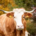 DE: Gericht verhängt fast Höchststrafe für Tierquälerei – Österreichs Justiz stellt Verfahren oft ein oder spricht Täter frei!