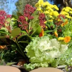 Abschied nehmen vom geliebten Haustier