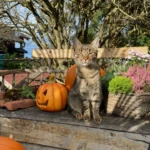 PFOTENHILFE: Halloween ist nicht „für die Katz‘“
