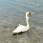 Wallersee: Schwan mit tennisballgroßer Halsschwellung nach Operation freigelassen