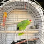 Tierquälerei auf Tankstelle: Papagei leidet in illegaler Einzelhaft in kleinem Käfig