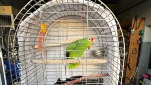 Tierquälerei auf Tankstelle: Papagei leidet in illegaler Einzelhaft in kleinem Käfig