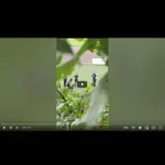 Skandalvideo Beißabrichtung Alkoven von YouTube gesperrt: zu gewalttätig und grausam!