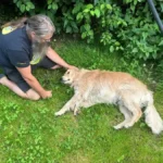 Warum Rauriser Wolf nicht 36 kg haben kann