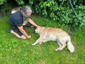Warum Rauriser Wolf nicht 36 kg haben kann