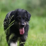 Hund im heißen Auto: zwei Jahre Freiheitsstrafe und Tierhaltungsverbot drohen