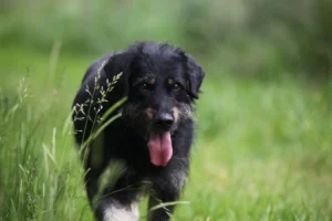 Hund im heißen Auto: zwei Jahre Freiheitsstrafe und Tierhaltungsverbot drohen