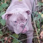 Qualzuchthund ausgesetzt?