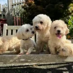 Häufung illegaler Züchter im Bezirk Braunau: Pfotenhilfe erstattet Anzeigen