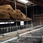 Pfotenhilfe deckt auf: 105-facher Tierquäler kassiert auch noch AMA-Tierschutzförderung!