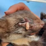 Verletztes Marderbaby gerettet