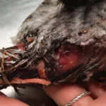 Taubenküken mit Mähverletzung: Wieder Rasenroboter?