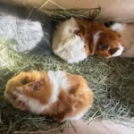 Unfassbar kaltherzige Tat: 4 Meerschweinchen auf Wiese ausgesetzt