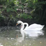 Gericht stoppt Schwanentötungen