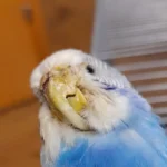 Verwahrloster Wellensittich von Katze gefunden: stirbt kurz nach Abgabe am Tierschutzhof