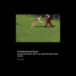 Totalversagen der Behörden im Fall tödliche Hundeattacke Naarn