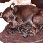 Hündin aus Folterkeller brachte Elflinge zur Welt!