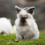 Über-durchschnittlich viele Kaninchen ausgesetzt