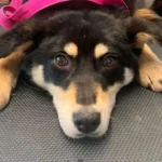 Zwei eingefangene Hunde: Polizei ermittelt wegen Tierquälerei