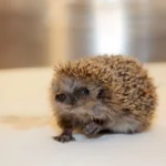 Jetzt erwachen auch noch die Igel aus der Winterruhe