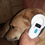 Zwei Drittel der gefundenen Hunde nicht gechippt oder registriert