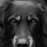 Schock über zu Tode getretenen Hund – kann sich Täter wieder in Sicherheit wiegen?