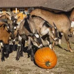 So haben auch Tiere etwas von Halloween