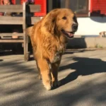 Golden Retriever in letzter Sekunde gerettet: Krebs ist auch bei Tieren oft heilbar.