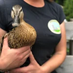 Wieder unfassbare Tierquälerei