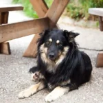 Dank Ihrer Hilfe kann Gino sein Hundeleben wieder genießen!