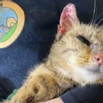 Katze in katastrophalem Zustand gefunden – wer lässt sein schwer krankes Tier unbehandelt derart verwahrlosen?