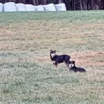 PFOTENHILFE konnte scheue Hunde mit Falle einfangen