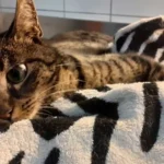 Überfahrene Katze wurde vom Halter in Tierklinik identifiziert, aber nicht mitgenommen!