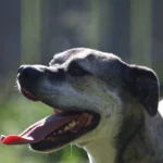 38 mumifizierte Hunde