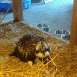 PFOTENHILFE rettet verletzten Fischadler