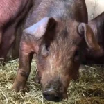 Pfotenhilfe rettet drei Glücksschweinchen aus Tierversuch das Leben