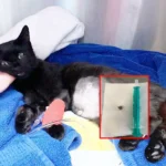 Angeschossene, schwangere Katze in Wien erfolgreich operiert