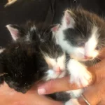 Fünf sterbenskranke Kätzchen am Waldrand ausgesetzt – eines tot